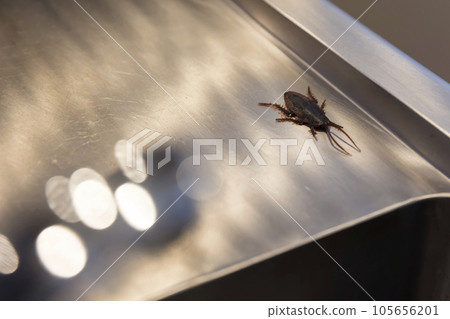 Cockroach image that appeared in the sink 105656201