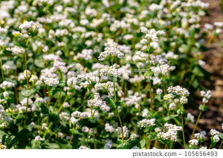 Buckwheat macro with white flowers. Fagopyrum esculentum Buckwheat macro with white flowers. Fagopyrum esculentum 105656493