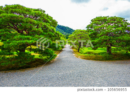 A row of pine trees at Shugakuin Imperial Villa, Kyoto A row of pine trees at Shugakuin Imperial Villa, Kyoto 105656955