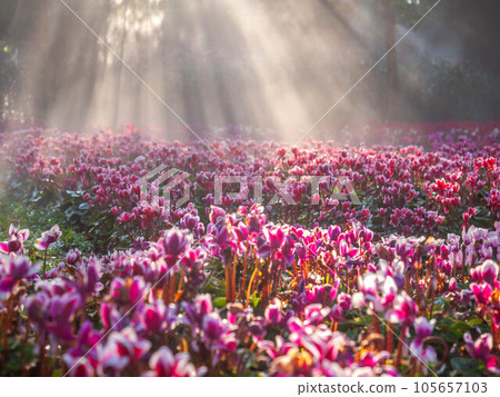 Pink tulips field with sunlight flare in morning fog with cold weather in winter 105657103