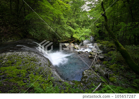 小毛瀑布的前衛瀑布和白川的水流(長野縣木曾郡木曾町) 小毛瀑布的前衛瀑布和白川的水流(長野縣木曾郡木曾町) 105657287