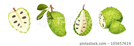 Ripe Green Guanabana Fruit with Thick Rind and Juicy Flesh Vector Set Ripe Green Guanabana Fruit with Thick Rind and Juicy Flesh Vector Set 105657619