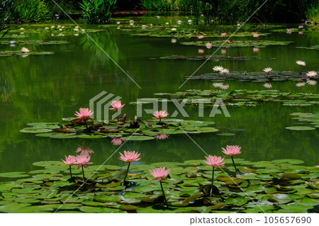 Water lily pond Water lily pond 105657690