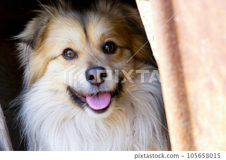 Closeup portrait of cute mutt dog. The muzzle of a mongrel with red hair Closeup portrait of cute mutt dog. The muzzle of a mongrel with red hair 105658015