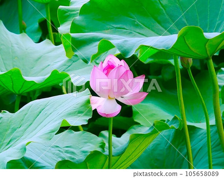 Lotus Lotus 105658089