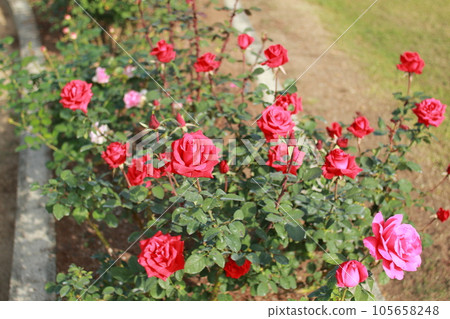 Arao City Ominous Citizen Flower Bed Rose Flower, 105658248