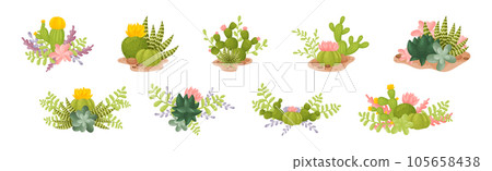 Cacti and Succulent Green Plant Growing in Desert Vector Set 105658438