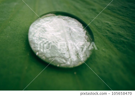 荷葉水蓮花 荷葉水蓮花 105658470