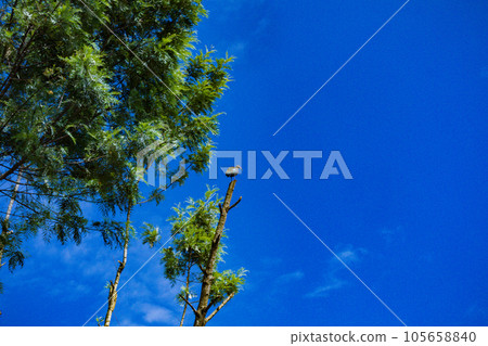 Coffee Farm In Kenya Coffee Farm In Kenya 105658840