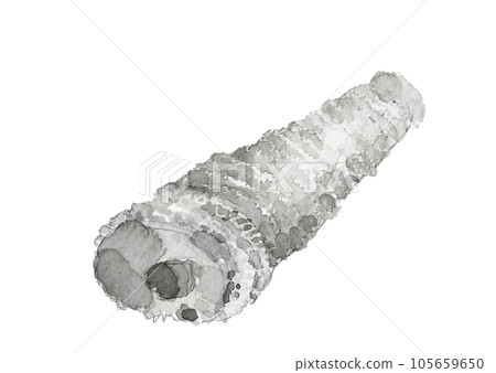 以水墨畫風格繪製的單個煮竹筍的插圖白色背景透明背景 以水墨畫風格繪製的單個煮竹筍的插圖白色背景透明背景 105659650