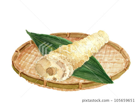 用水彩白背透明背景繪製的漏勺中的一根煮竹筍的插圖 用水彩白背透明背景繪製的漏勺中的一根煮竹筍的插圖 105659651