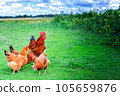 Rooster in green field. 105659876
