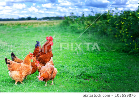Rooster in green field. 105659876