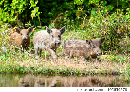 Little dirty wild pig in the forest. Little dirty wild pig in the forest. 105659878