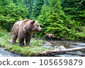 Portrait of  brown bear in wild nature. 105659879