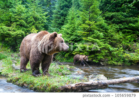 Portrait of brown bear in wild nature. Portrait of brown bear in wild nature. 105659879