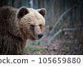 Portrait of  brown bear in wild nature. 105659880