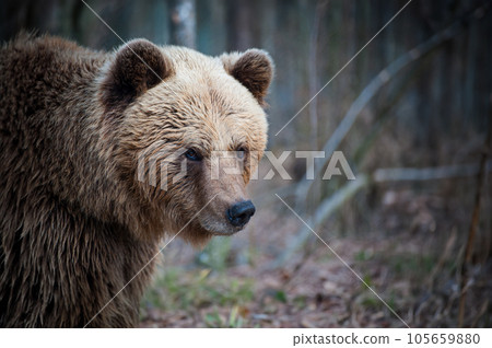 Portrait of brown bear in wild nature. Portrait of brown bear in wild nature. 105659880