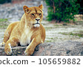 Close-up portrait Lioness. 105659882