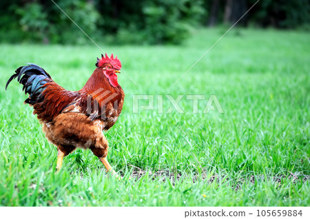 Cock Cock 105659884