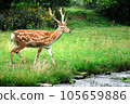 Deer. 105659886