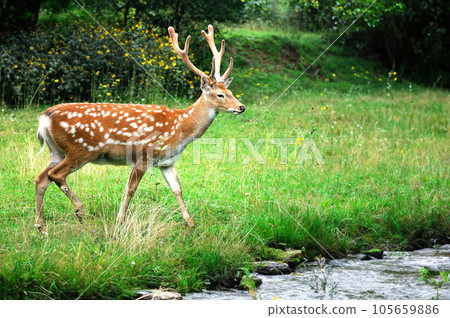 Deer. Deer. 105659886