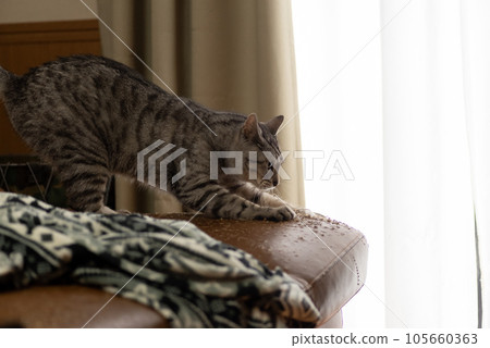 沙發上磨利爪子的貓 Sabatora 貓 105660363