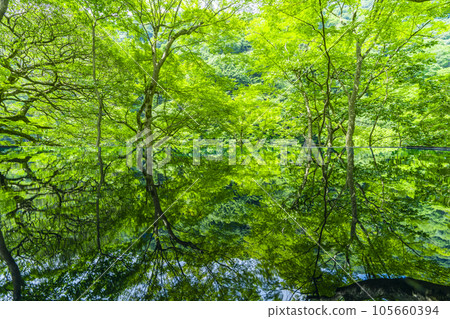 Arashiyama Yusaitei Mizukagami Fresh green season 105660394