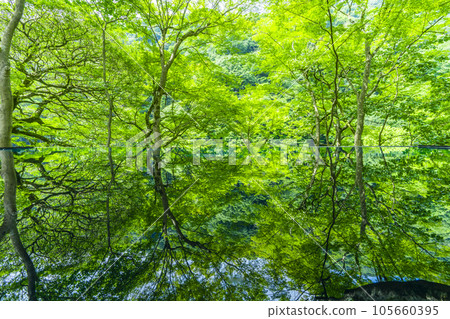 Arashiyama Yusaitei Mizukagami Fresh green season Arashiyama Yusaitei Mizukagami Fresh green season 105660395