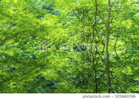 Arashiyama Yusaitei Mizukagami Fresh green season 105660396