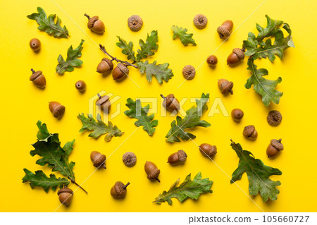Branch with green oak tree leaves and acorns on colored background, close up top view 105660727
