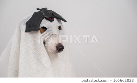 Dog Jack Russell Terrier in a ghost costume with a bat on his head on a white background.  105661028