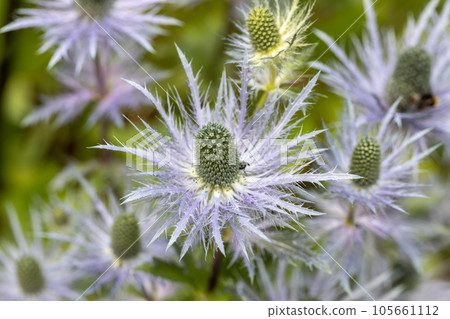 Eryngium alpinum 'Blue Star' also known as Blue Sea Holly Eryngium alpinum 'Blue Star' also known as Blue Sea Holly 105661112