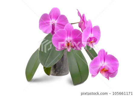 Beautiful tropical purple phalaenopsis, orchid flower in pot isolated on white background Beautiful tropical purple phalaenopsis, orchid flower in pot isolated on white background 105661171