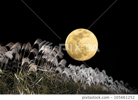 Moon viewing. Mid-Autumn Moon and pampas grass. An image of an autumn evening. 105661252
