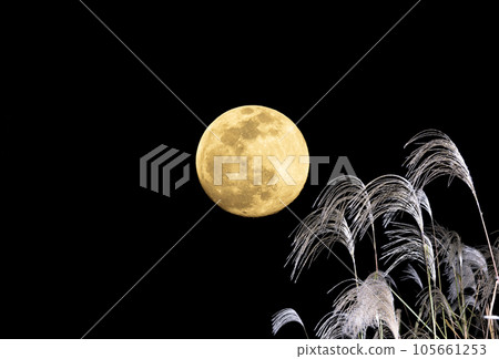 Moon viewing. Mid-Autumn Moon and pampas grass. An image of an autumn evening. 105661253