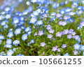 Blue nemophila flowers 105661255