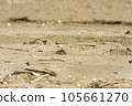 Clicky crab walking on the sandy beach 105661270