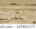 Clicky crab walking on the sandy beach 105661271