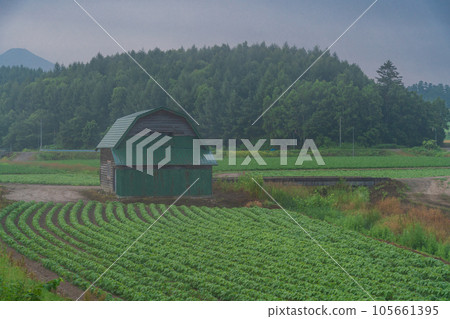 (Hokkaido) Dawn on the hills of Biei (foggy field) (Hokkaido) Dawn on the hills of Biei (foggy field) 105661395