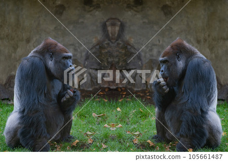 two western lowland gorilla sitting on the green grass and eating 105661487