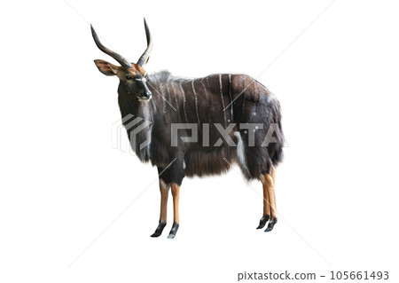 antelope (tragelaphus angasii) isolated on white background antelope (tragelaphus angasii) isolated on white background 105661493