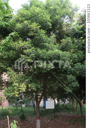 Atalaya tree in garden with nature Atalaya tree in garden with nature 105661523