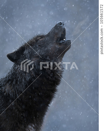 howling black canadian wolf in winter in heavy snowfall howling black canadian wolf in winter in heavy snowfall 105661572