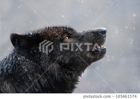 Canadian wolf howling in bad winter weather 105661574