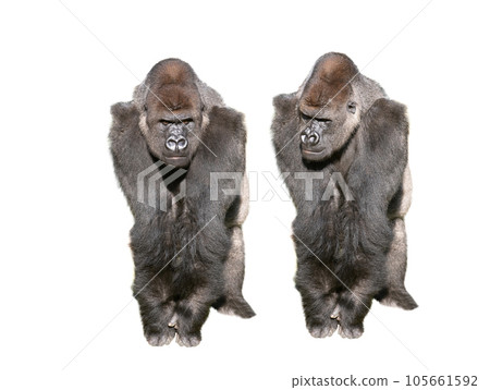 two western lowland gorilla isolated on white background two western lowland gorilla isolated on white background 105661592