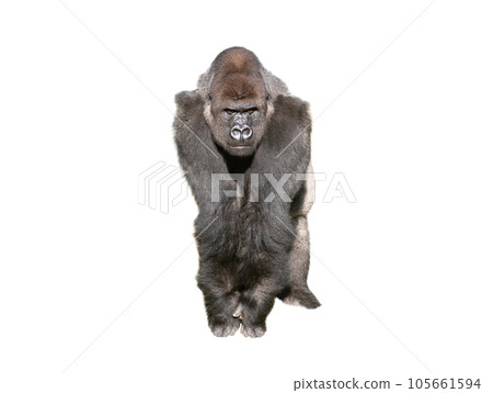 western lowland gorilla isolated on white background western lowland gorilla isolated on white background 105661594