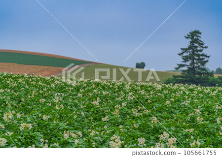 （北海道）美瑛七星樹附近的丘陵景觀 105661755