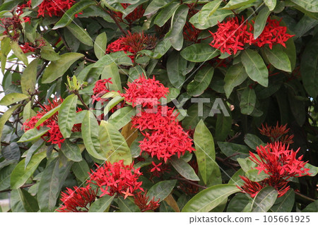 Chinese ixora flower tree plant on garden 105661925