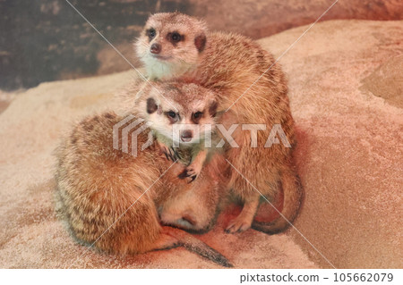 meerkat meerkat 105662079